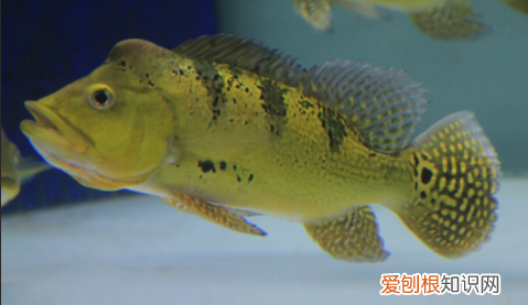 龙鱼混养鱼最佳搭配 ，龙鱼混养最佳方案？