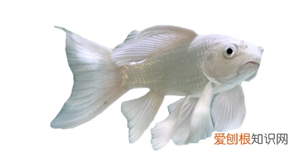 龙鱼混养鱼最佳搭配 ，龙鱼混养最佳方案？