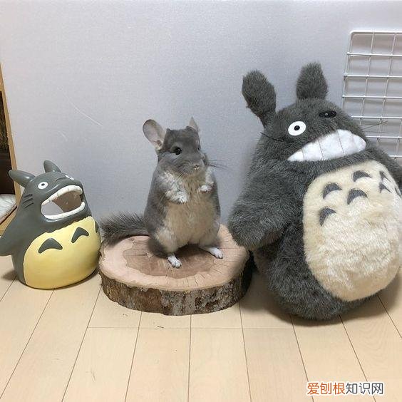 哪种龙猫最好养活 ，哪种龙猫最好养又好养？