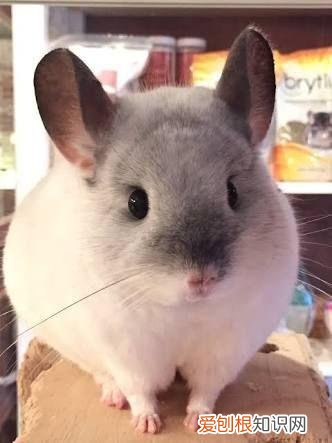 哪种龙猫最好养活 ，哪种龙猫最好养又好养？