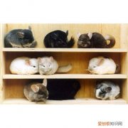 哪种龙猫最好养活 ，哪种龙猫最好养又好养？