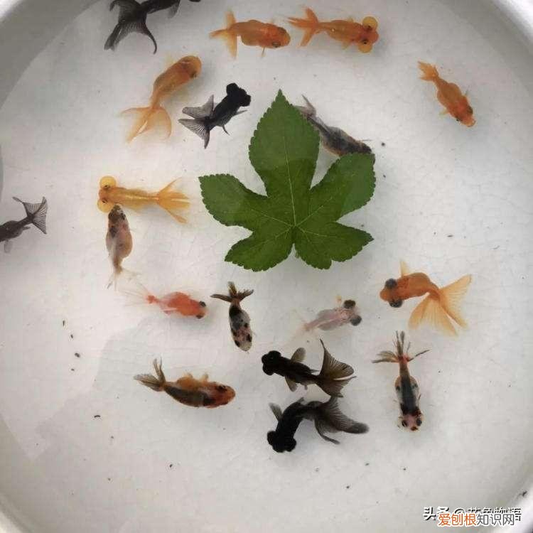 金鱼颜色是天生的吗 ，金鱼的颜色是怎么形成的？