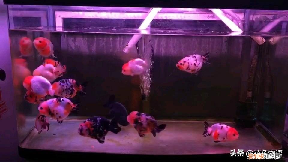 金鱼颜色是天生的吗 ，金鱼的颜色是怎么形成的？