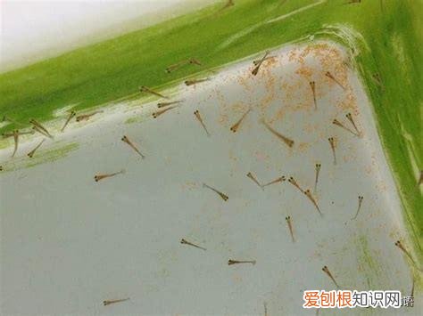 金鱼颜色是天生的吗 ，金鱼的颜色是怎么形成的？