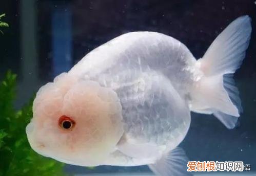 金鱼颜色是天生的吗 ，金鱼的颜色是怎么形成的？