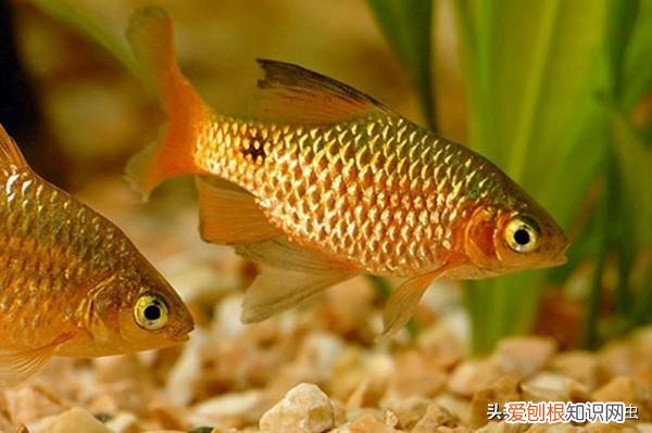 最好养又好看的热带鱼 ，好养得热带鱼？