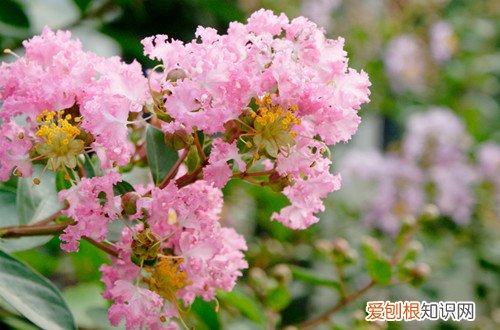 紫薇为什么不开会花 地栽紫薇花不开花怎么回事?有可能是这四个原因引起的!