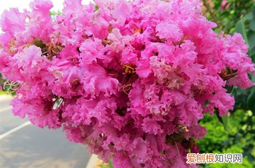 紫薇为什么不开会花 地栽紫薇花不开花怎么回事?有可能是这四个原因引起的!