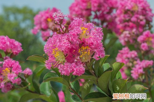 紫薇为什么不开会花 地栽紫薇花不开花怎么回事?有可能是这四个原因引起的!
