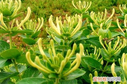 金银花什么时候采摘最好,为什么 金银花什么时候采摘比较好？花蕾长到这样就要采摘，品质最好！