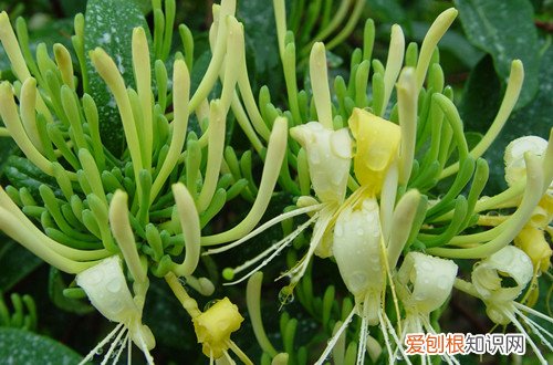 金银花什么时候采摘最好,为什么 金银花什么时候采摘比较好？花蕾长到这样就要采摘，品质最好！