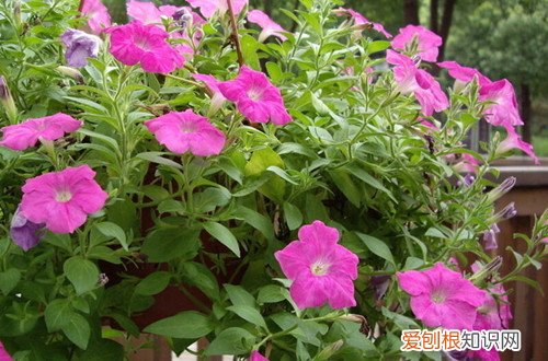矮牵牛晒太阳叶子蔫了怎么救 矮牵牛叶子变蔫后还能活吗？怎么救？