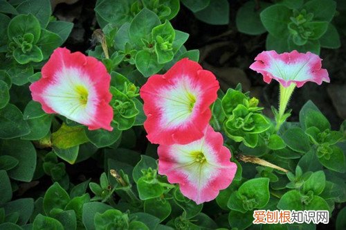 矮牵牛晒太阳叶子蔫了怎么救 矮牵牛叶子变蔫后还能活吗？怎么救？