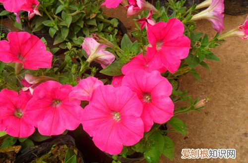 矮牵牛晒太阳叶子蔫了怎么救 矮牵牛叶子变蔫后还能活吗？怎么救？