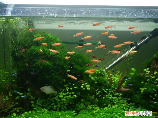 鱼缸水有点微黄 ，鱼缸水黄蒙蒙的？