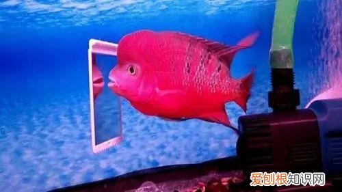 罗汉需要用灯么 ，罗汉用什么灯光为好？