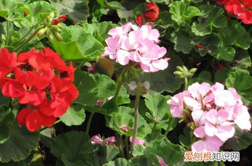 天竺葵叶子耷拉 天竺葵叶子为什么卷曲？怎么救？