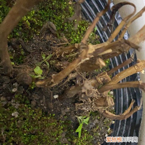 绣球花长出新芽后蔫了是怎么了 刚种下的绣球花好不容易长出新芽，可是快死了怎么办？