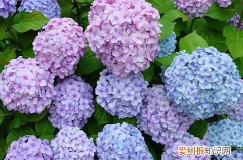 绣球叶子发锈 绣球开花正常，但为啥叶子总是干锈的？