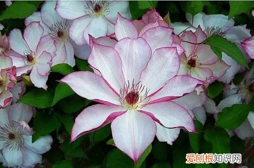 铁线莲叶尖变黑干枯 铁线莲叶子发黑是什么原因？怎么救？