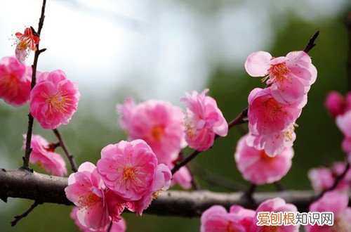 梅花树桩发芽了又枯萎怎么办 梅花叶子发黄掉落后变光桩，不知道是死是活，还能救吗？