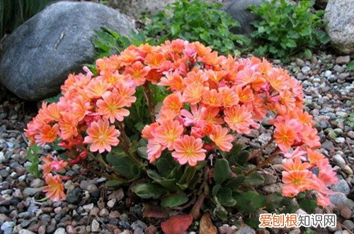露薇花的种植方法 露薇花要怎么种植？要怎么繁殖？