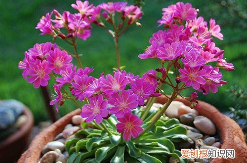 露薇花的种植方法 露薇花要怎么种植？要怎么繁殖？