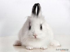 兔子认定主人的表现是什么 ，兔子认主时有什么表现？