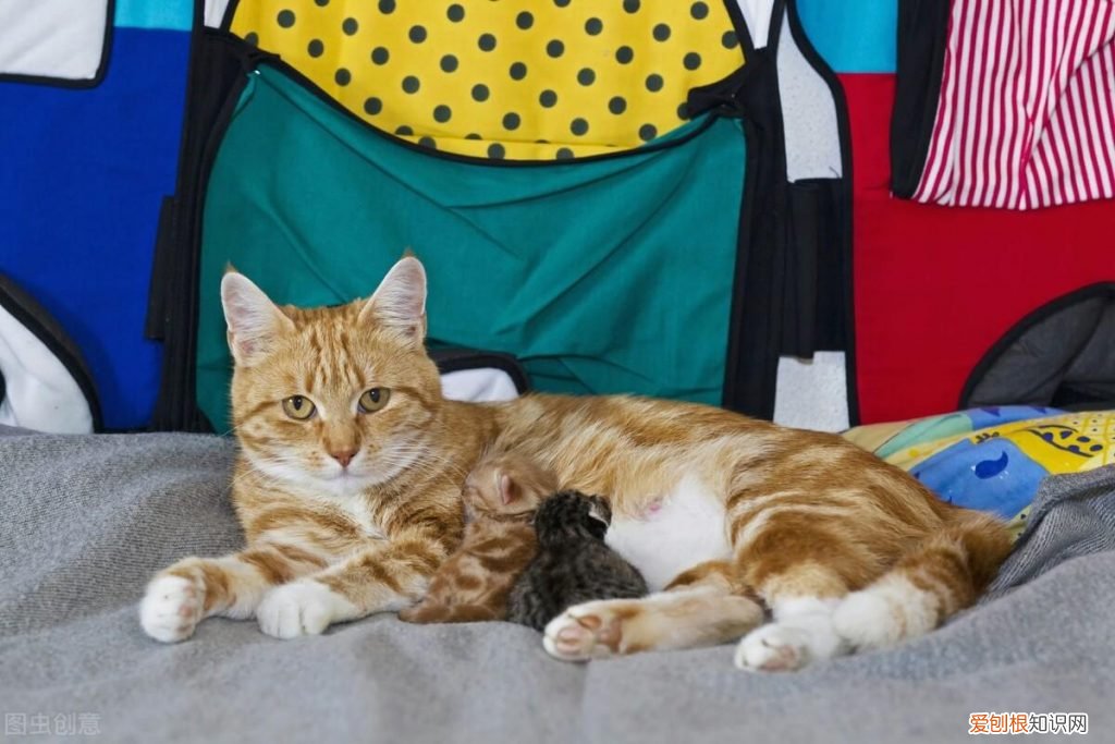 猫咪多大可以配种?你家的猫猫有没有提前交配的 ，猫咪多大可以配种?你家的猫猫有没有提前交配的可能？