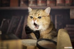 猫咪多大可以配种?你家的猫猫有没有提前交配的 ，猫咪多大可以配种?你家的猫猫有没有提前