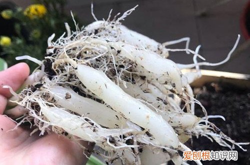 秋季吊兰换盆能不能剪叶子 吊兰换盆时萝卜根是剪掉好,还是不剪好?