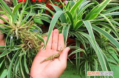 秋季吊兰换盆能不能剪叶子 吊兰换盆时萝卜根是剪掉好,还是不剪好?