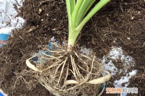 秋季吊兰换盆能不能剪叶子 吊兰换盆时萝卜根是剪掉好,还是不剪好?