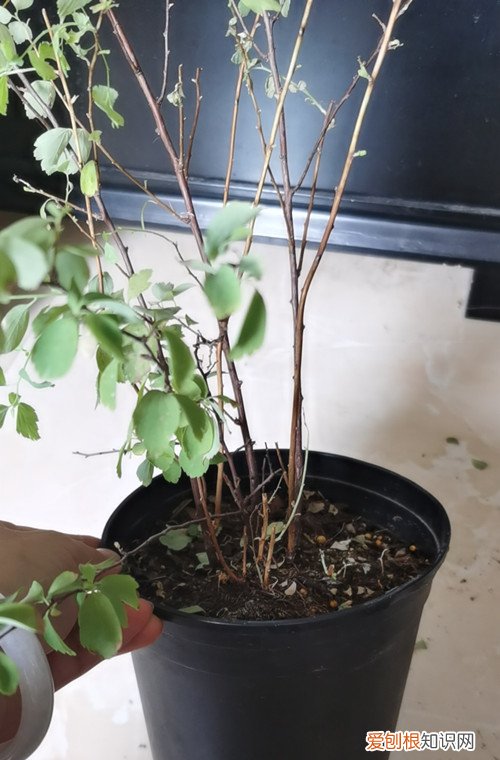 绣线菊冬天枯萎吗 绣线菊半死不活的，叶子发黄快掉完了，怎么救？