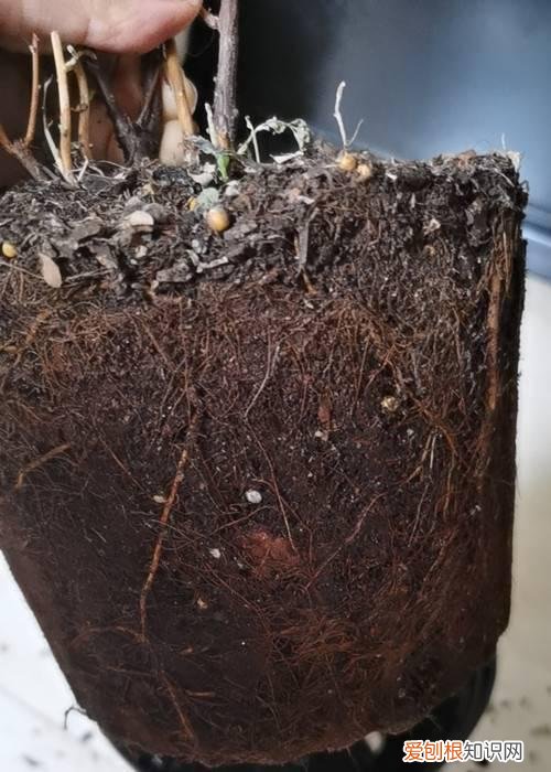 绣线菊冬天枯萎吗 绣线菊半死不活的，叶子发黄快掉完了，怎么救？