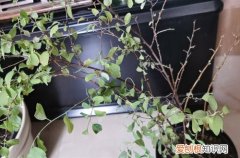 绣线菊冬天枯萎吗 绣线菊半死不活的，叶子发黄快掉完了，怎么救？