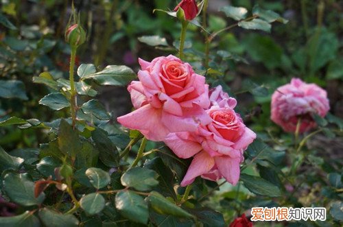 月季修剪完要浇水吗 新买的月季怎么处理？要浇水吗？要马上修剪吗？