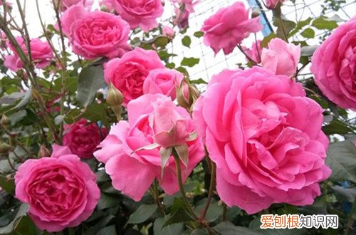 月季修剪完要浇水吗 新买的月季怎么处理？要浇水吗？要马上修剪吗？