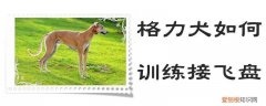 格力犬如何训练接飞盘，格力犬如何训练接飞盘动作