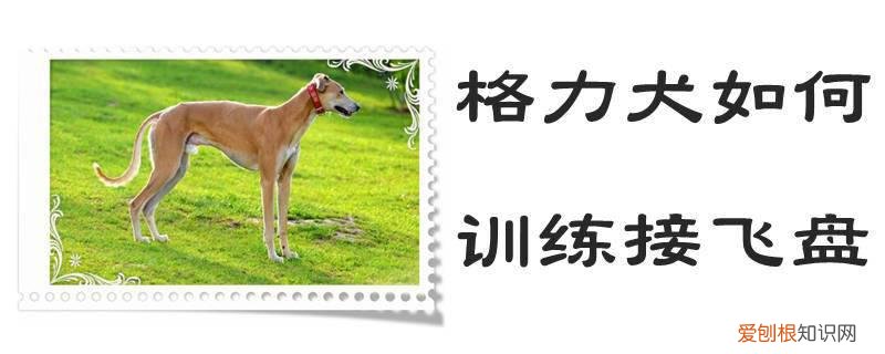 格力犬如何训练接飞盘，格力犬如何训练接飞盘动作