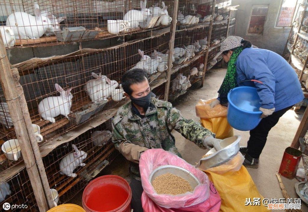 一个人最多可以养多少只鸡鸭 ，一个人能养多少只鸡？