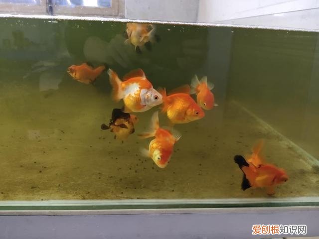小金鱼的品种及图片名称 ，小金鱼都有哪些品种求图片？