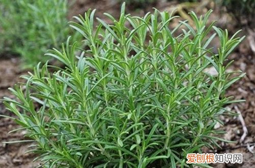 花盆中有蚂蚁怎么办?可以试用这些方法吗 花盆中有蚂蚁怎么办？可以试用这些方法！