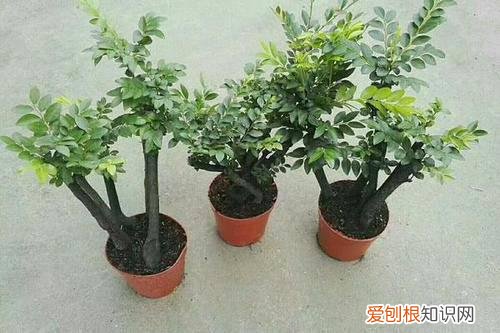 小叶紫檀叶子发黑干枯是怎么了呀?怎么救活 小叶紫檀叶子发黑干枯是怎么了呀？怎么救？