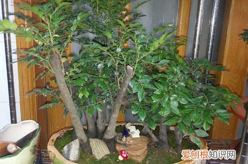小叶紫檀叶子发黑干枯是怎么了呀?怎么救活 小叶紫檀叶子发黑干枯是怎么了呀？怎么救？