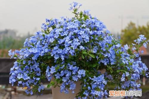 蓝雪花花苞黑了怎么回事 蓝雪花花苞变黑怎么办?怎么处理?