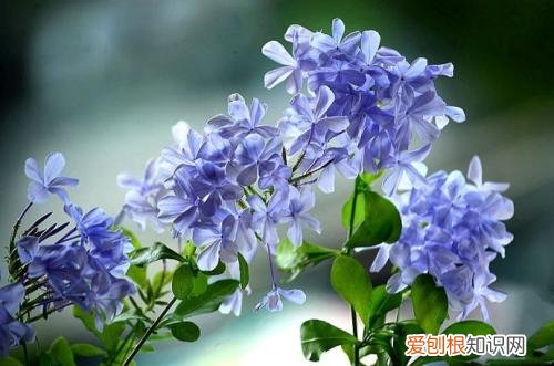 蓝雪花花苞黑了怎么回事 蓝雪花花苞变黑怎么办?怎么处理?