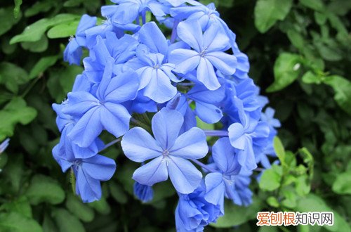 蓝雪花花苞黑了怎么回事 蓝雪花花苞变黑怎么办?怎么处理?