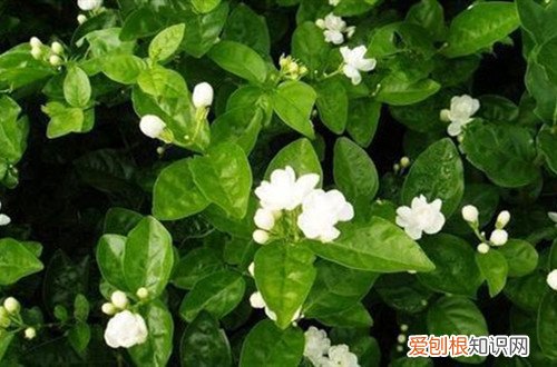 茉莉花花苞没开就枯萎了怎么办 什么原因