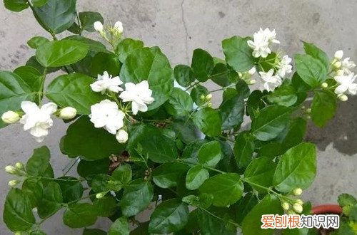 茉莉花花苞没开就枯萎了怎么办 什么原因